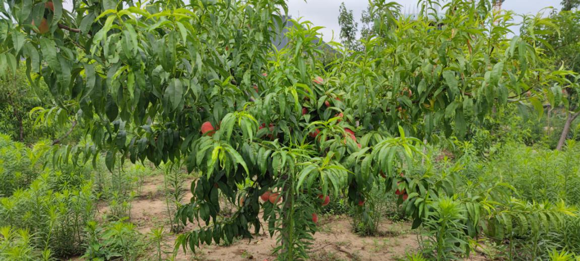 博陽機(jī)械組織“樂享豐收，‘桃’醉一夏”采摘活動